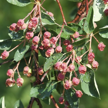 Amelanchier spicata 