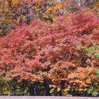 Amelanchier lamarckii 