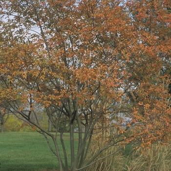 Amelanchier laevis