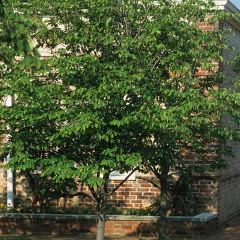 Amelanchier laevis 'Cumulus' 