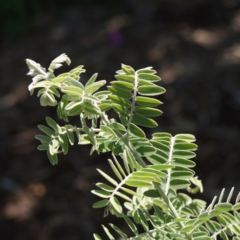 Amorpha canescens