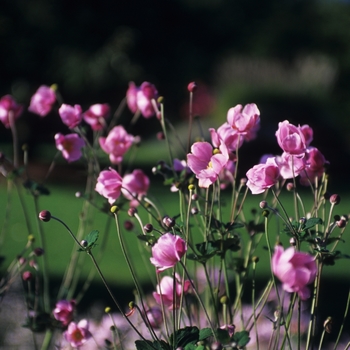 Anemone 'Queen Charlotte'