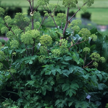 Angelica archangelica