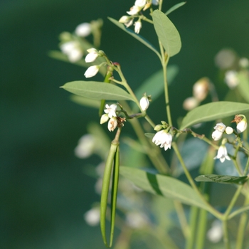 Apocynum androsaemifolium