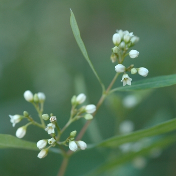 Apocynum cannabinum