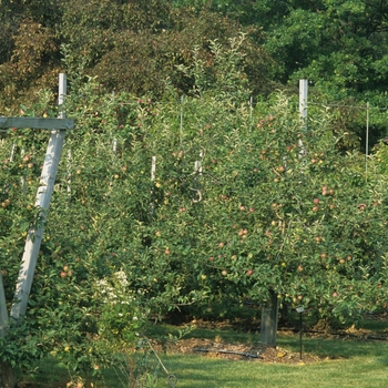 Malus domestica 'Empire'