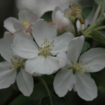 Malus domestica 'Enterprise'