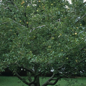 Malus domestica 'Golden Delicious' 