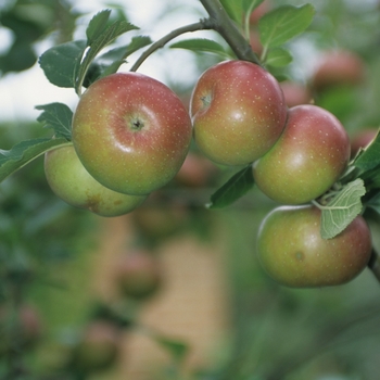 Malus pumila 'Tenroy' 