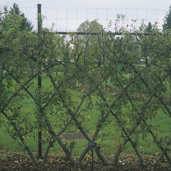 Malus domestica 'Yellow Delicious'