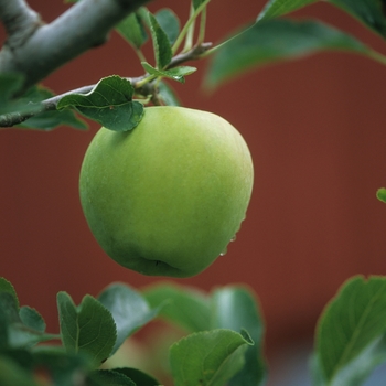 Malus domestica