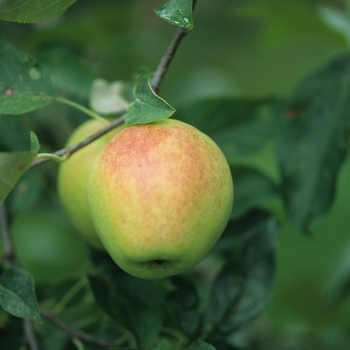 Malus domestica '' (029522)