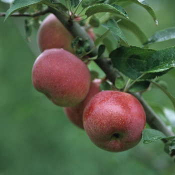 Malus domestica 