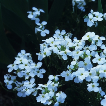 Rose Rock Cress (Arabis blepharophylla) in Lancaster York