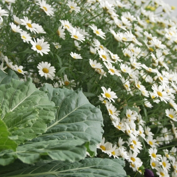 Argyranthemum frutescens Cobbitty Daisy® 'Sugar Baby™'