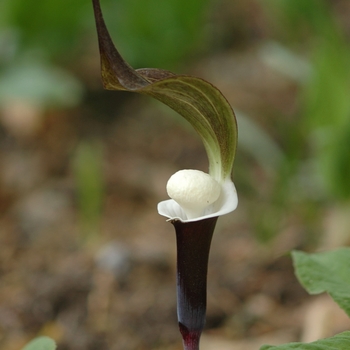 Arisaema sikokianum