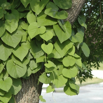 Aristolochia manshuriensis 