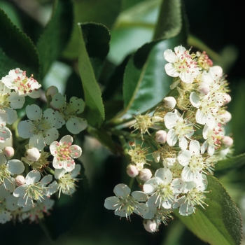 Aronia melanocarpa 