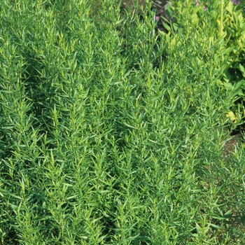 Artemisia dracunculus