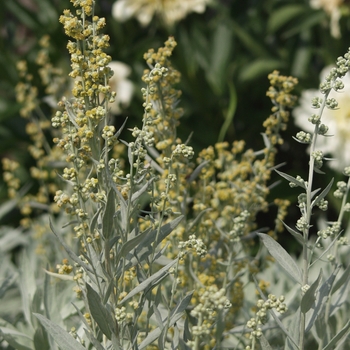 Artemisia ludoviciana 'Valerie Finnis' 