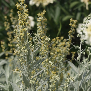 Artemisia ludoviciana 'Valerie Finnis'