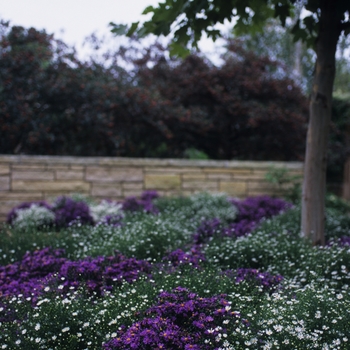 Aster novi-belgii 'Judith' 