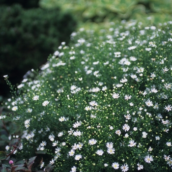 Aster pringlei 'Monte Casino' 