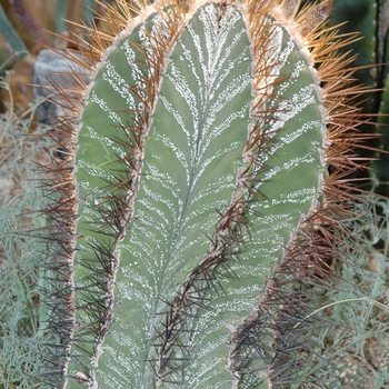 Astrophytum ornatum