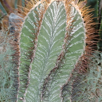 Astrophytum ornatum