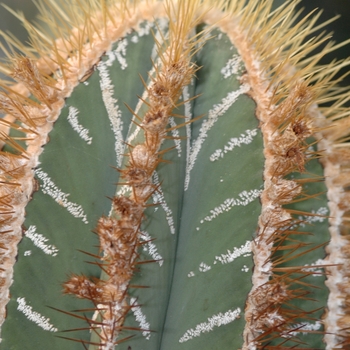 Astrophytum ornatum mirbellii '' (029648)
