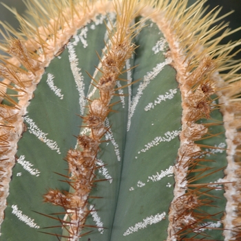 Astrophytum ornatum mirbellii