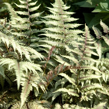 Athyrium 'Branford Beauty' 