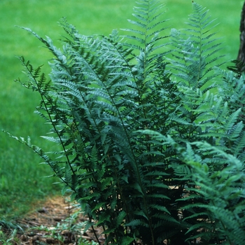 Athyrium thelypteroides 