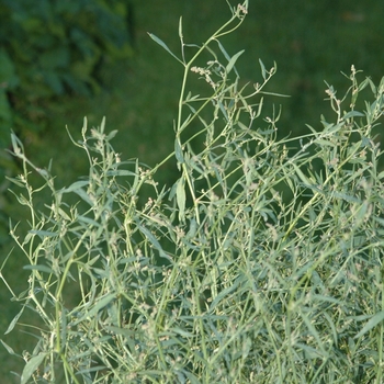 Atriplex patula