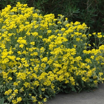 Aurinia saxatilis 'Mountain Gold' 