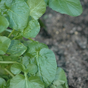 Barbarea vulgaris 