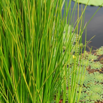 Baumea rubiginosa