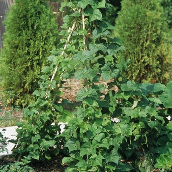 Phaseolus vulgaris 'Kentucky Wonder'