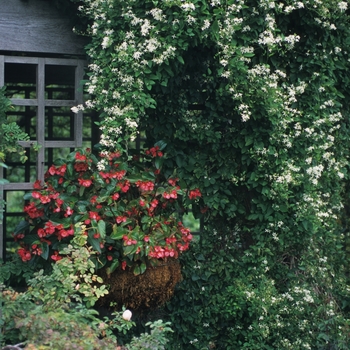 Begonia semperflorens-cultorum 'Lois Burke' 