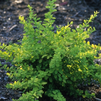 Berberis thunbergii 'Golden Carousel®'