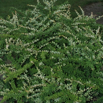 Berberis thunbergii 'Lime Glow'