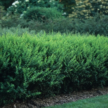 Berberis x mentorensis