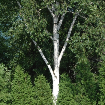 Betula maximowicziana