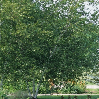 Betula populifolia 'Whitespire' 