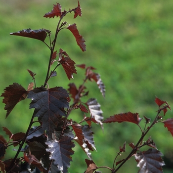 Betula 'Crimson Frost' 