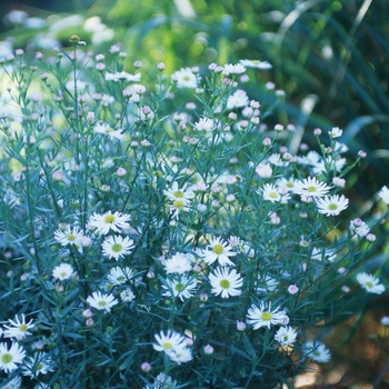 Boltonia asteroides 'Snowbank' 