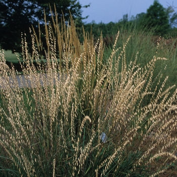 Bouteloua curtipendula