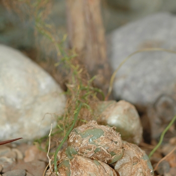 Bowiea volubilis 