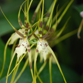 Brassia Edvah Loo 'Goldilocks'