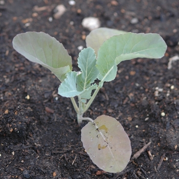 Brassica oleracea 'Amazing'